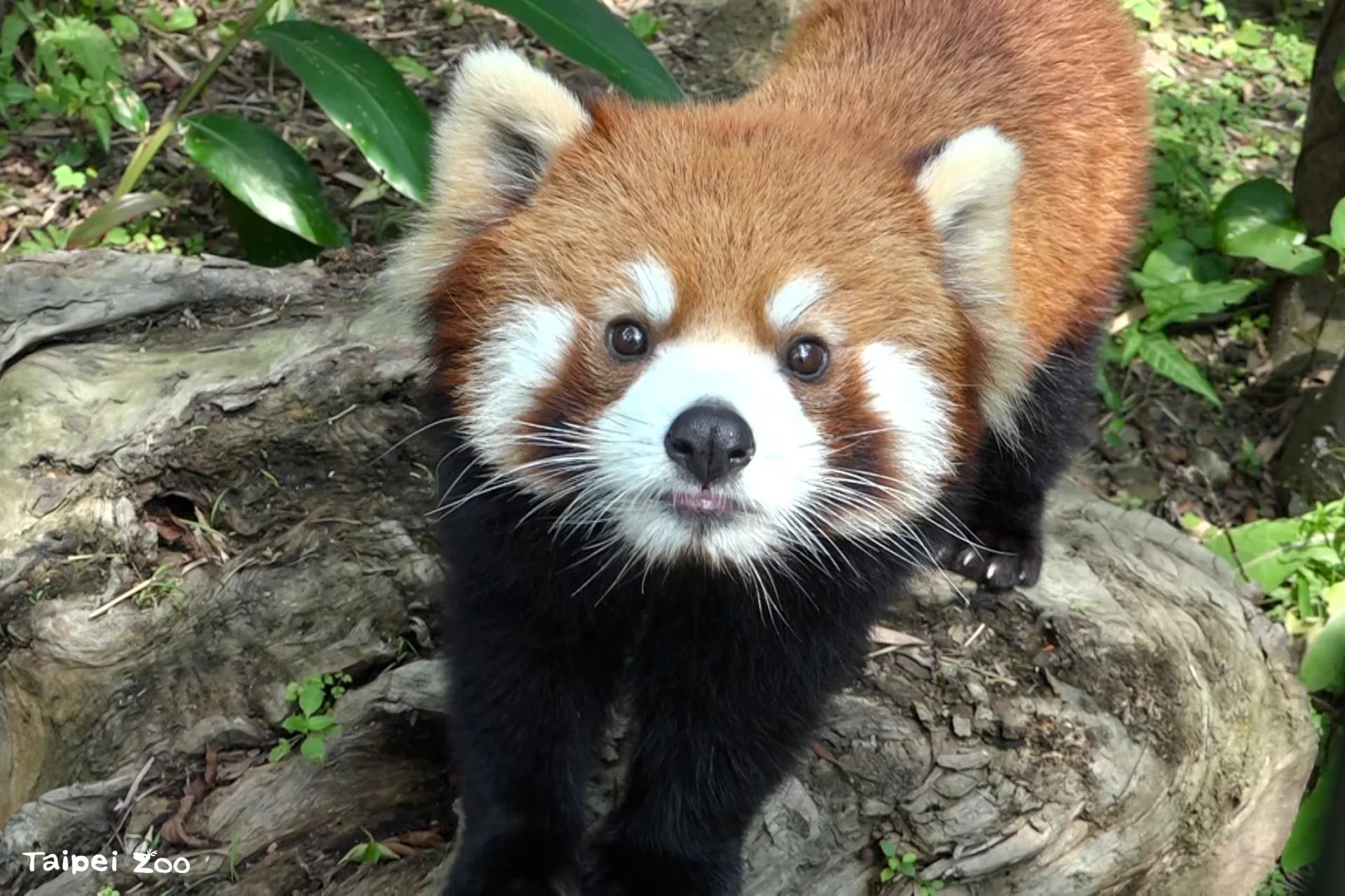 小貓熊「可頌」曾帶給大家的可愛療癒時光。北市動物園提供