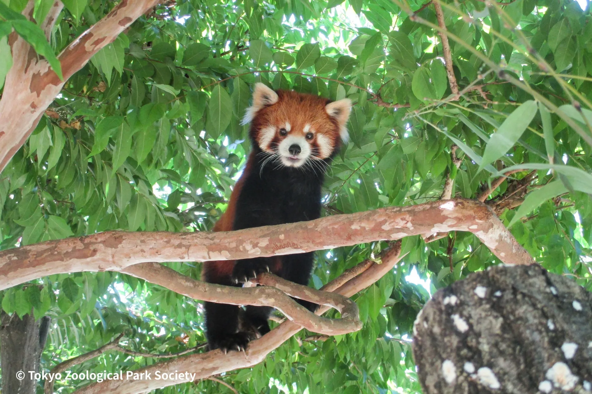 小貓熊「可頌」在多摩動物園爬樹的模樣。多摩動物公園提供