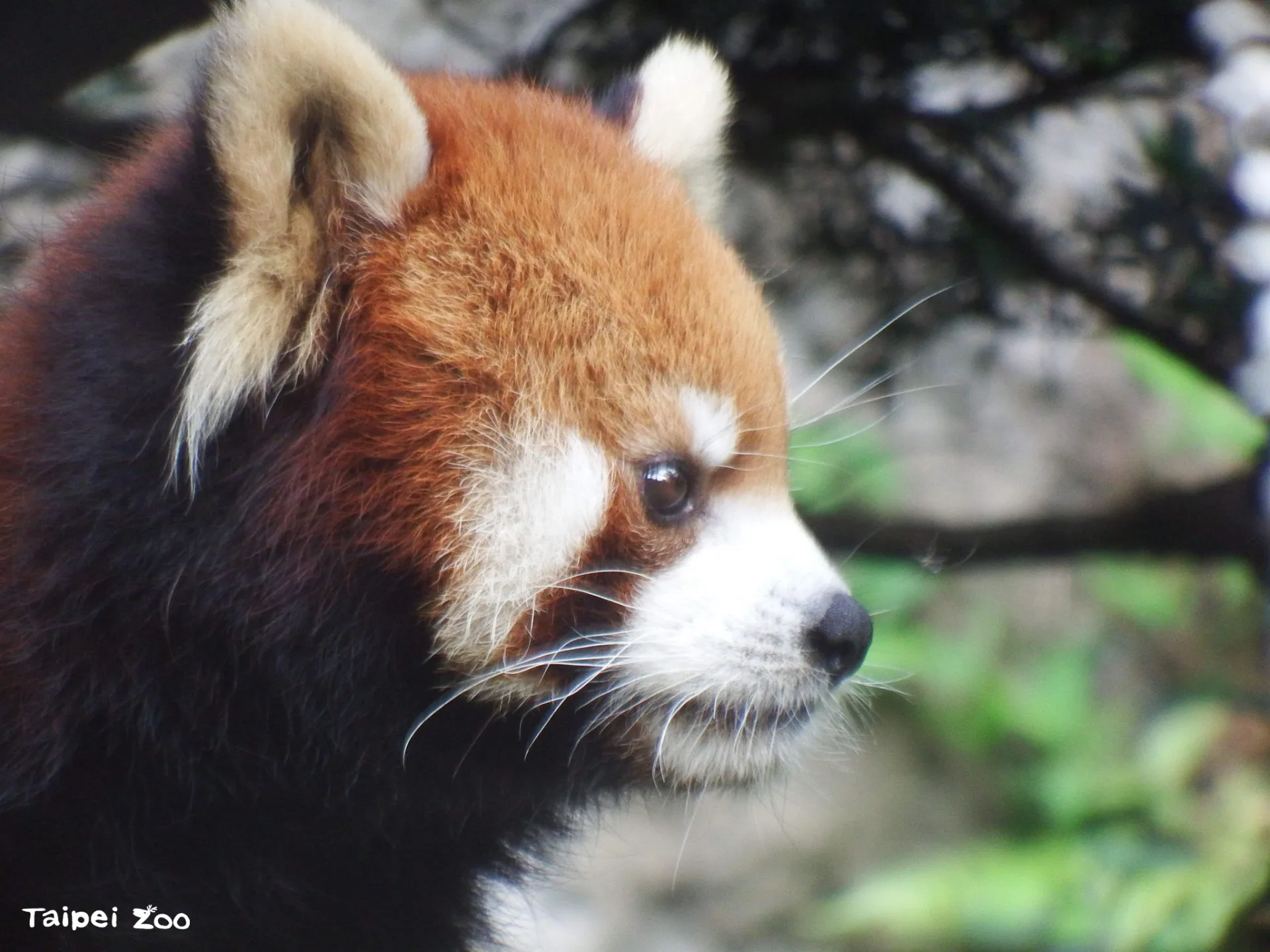 小貓熊「可頌」來自台北市立動物園的家族,是「美可」的孩子。張東君提供