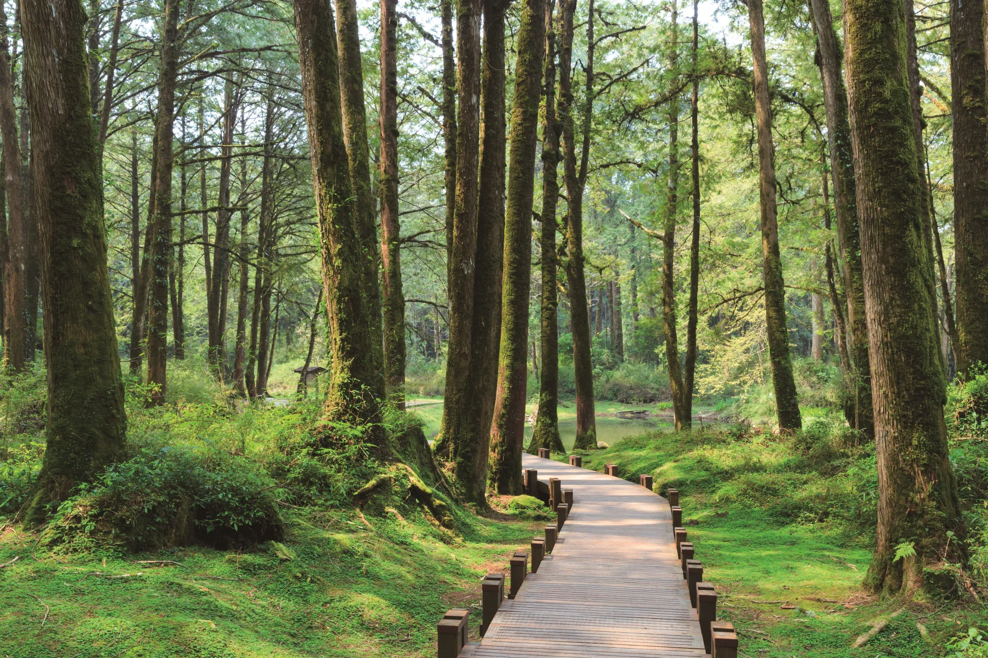 阿里山國家森林遊樂區 檜木林。林保署提供