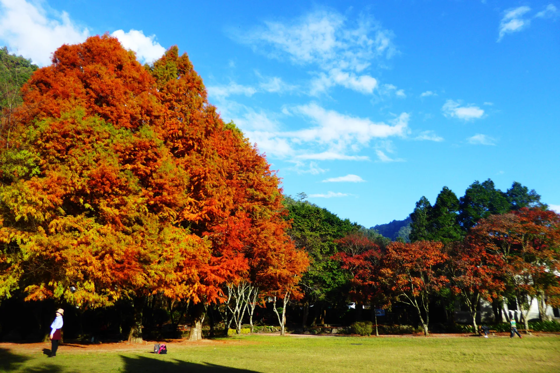 奧萬大國家森林遊樂區落羽松。林保署提供