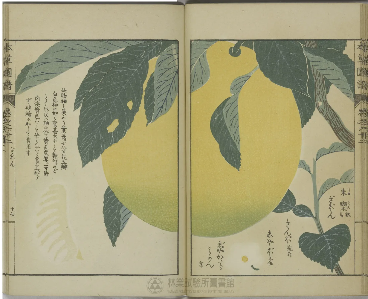 日治植物學家岩崎常正所繪的文旦。林試所典藏