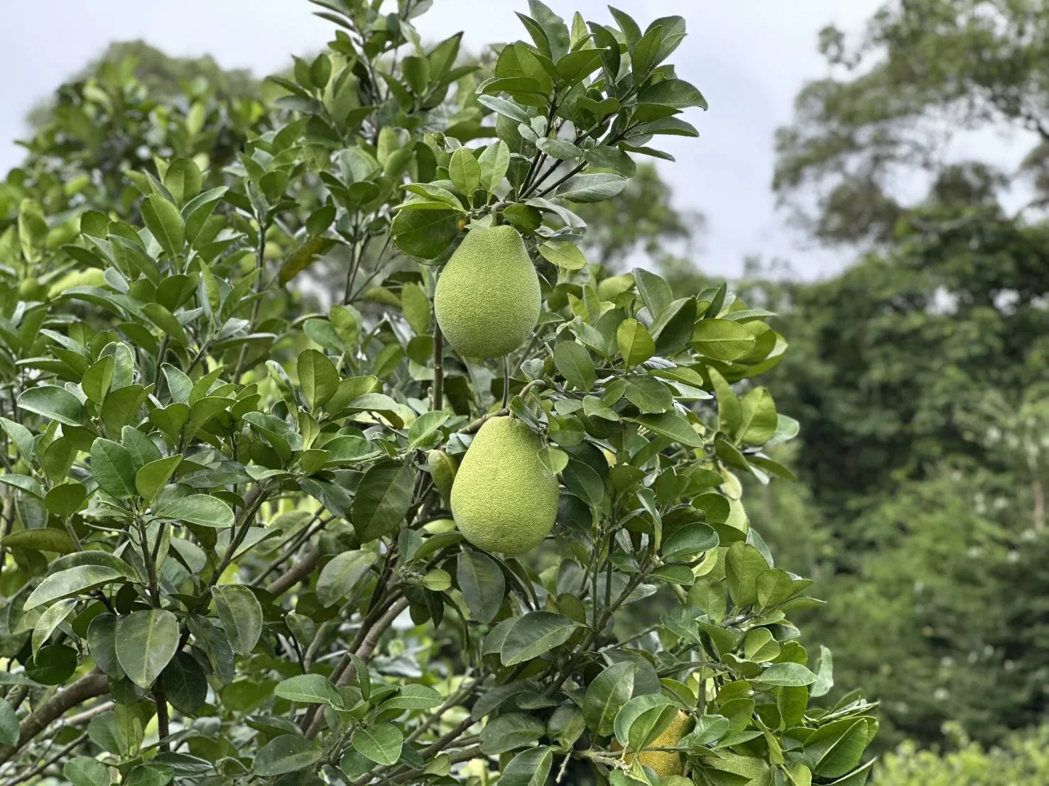樹上的文旦。蕭秀琴攝