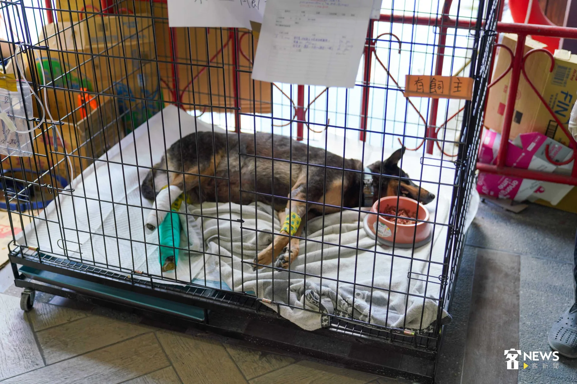 洪災救災期間，臨時醫護站內可見犬貓仍有就醫需求。范修語攝
