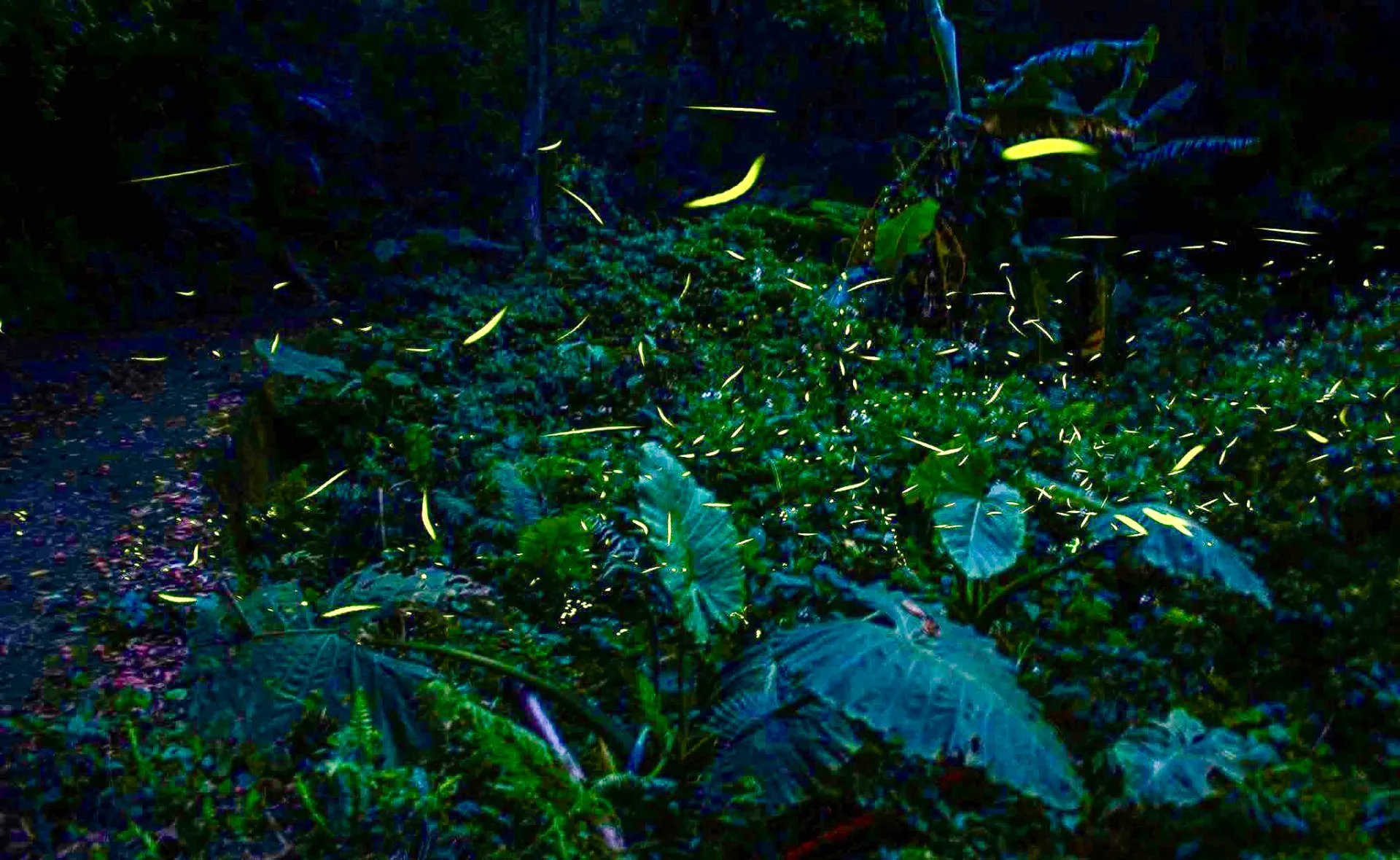 螢火蟲的復育不盡然要很刻意，只要環境回來了，螢火蟲自然就回來了。圖為芎林燒炭窩的螢火蟲滿天飛舞。陳曉萍攝