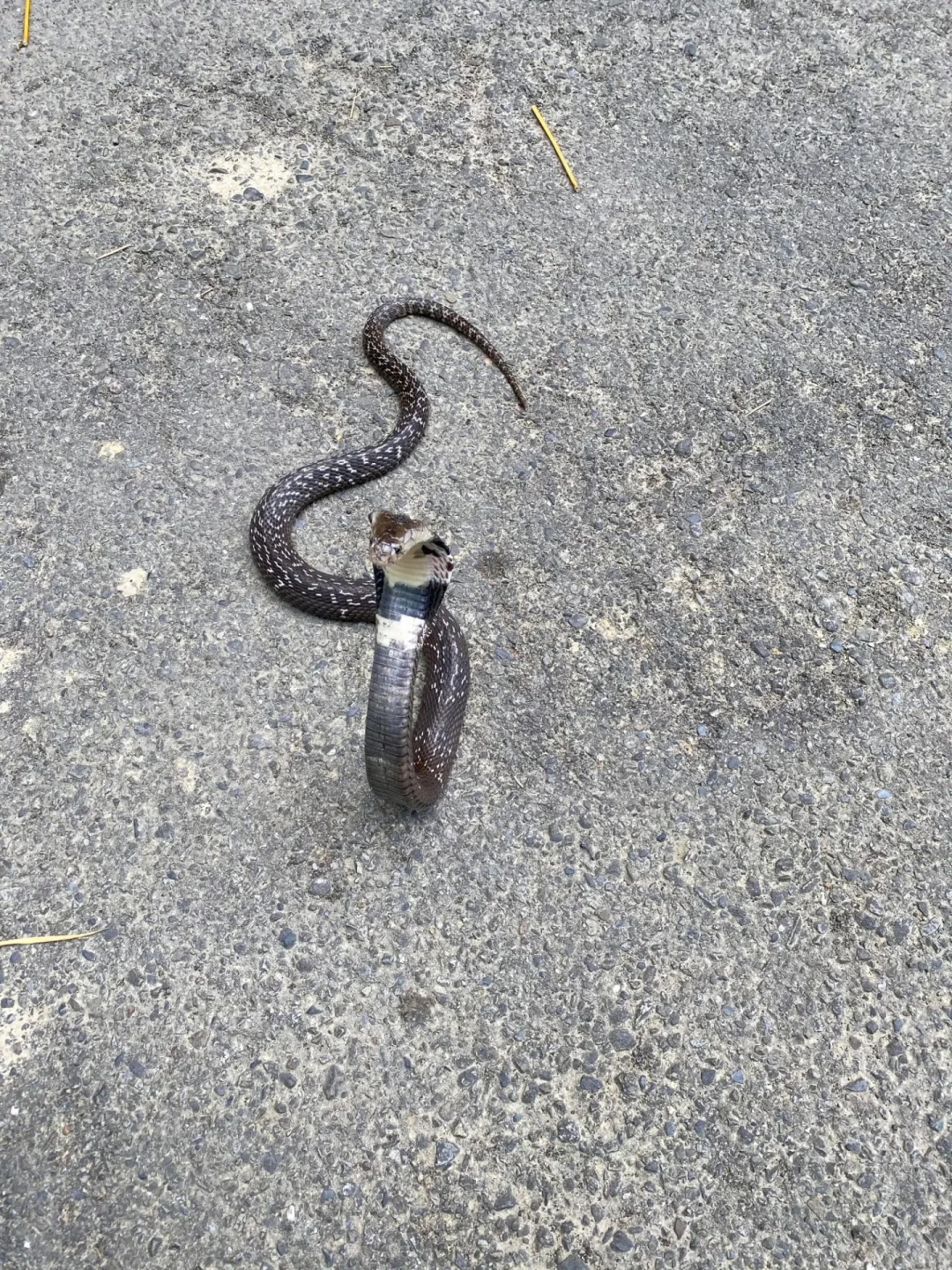 眼鏡蛇是一種大型的蛇類，最大全長可達2公尺。廣泛分布於臺灣全島1000公尺以下之中低海拔地區以及馬祖。攻擊性強，具有強烈的神經性毒性，能致人於死。翻攝自臺灣蛇類快速辨別圖鑑