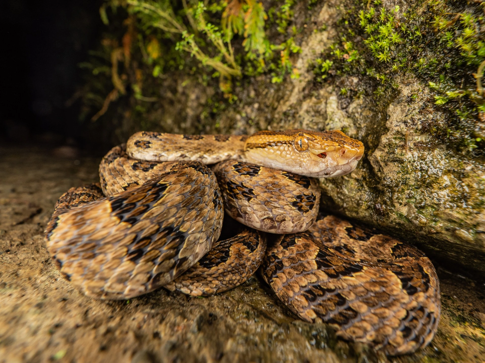 蝮蛇科中的龜殼花，是一種中型的蛇類，最大全長可達150公分，主要以蛙、蜥蜴、鳥和鼠類為食。 屬於攻擊性極強的蛇類，再加上具有強烈的出血性毒，能致人於死。翻攝自臺灣蛇類快速辨別圖鑑