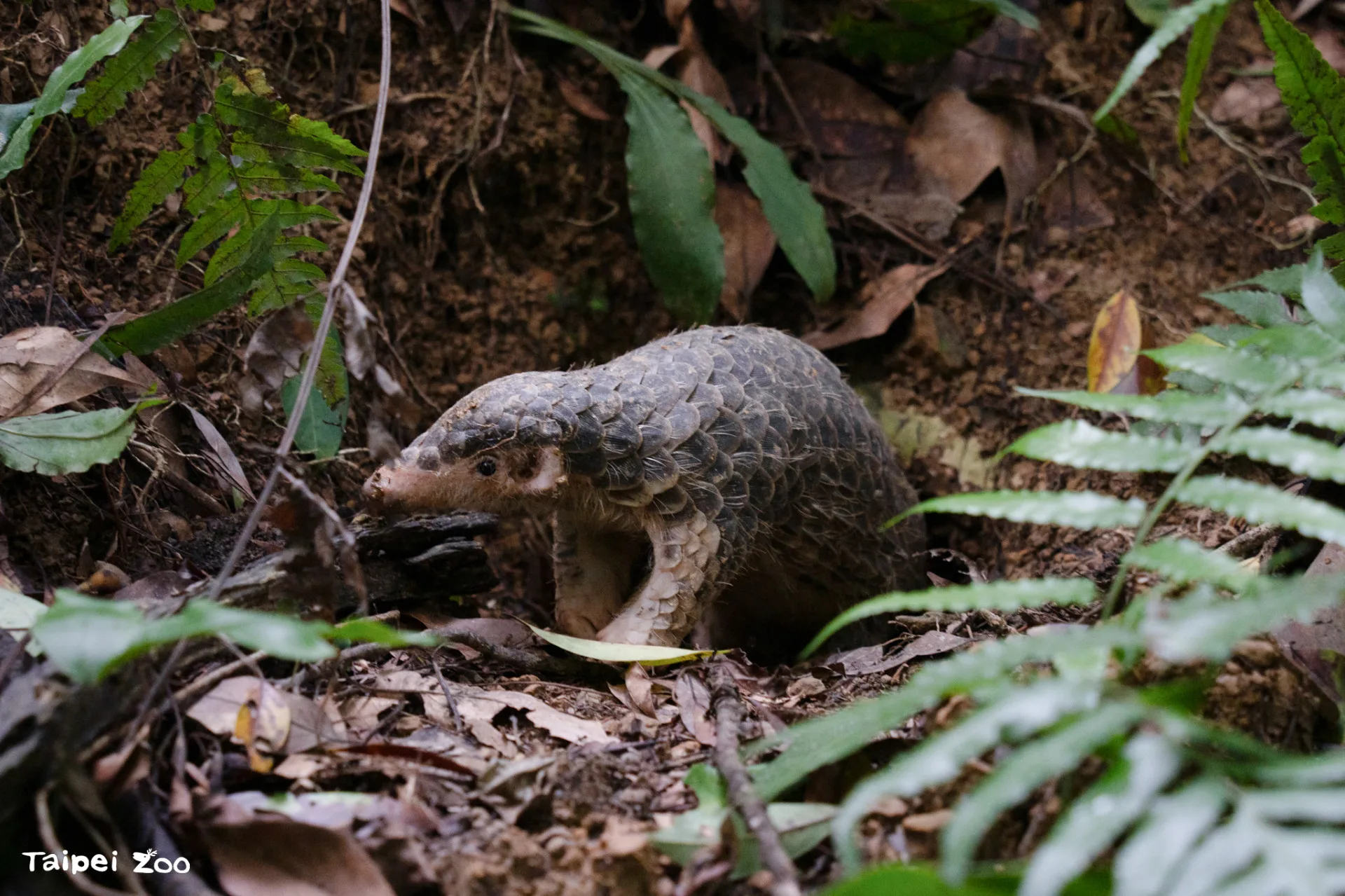 北市動物園表示，邀請社會大眾從支持友善環境的日常生活行動，保護更多野生動植物棲息地。北市動物園提供