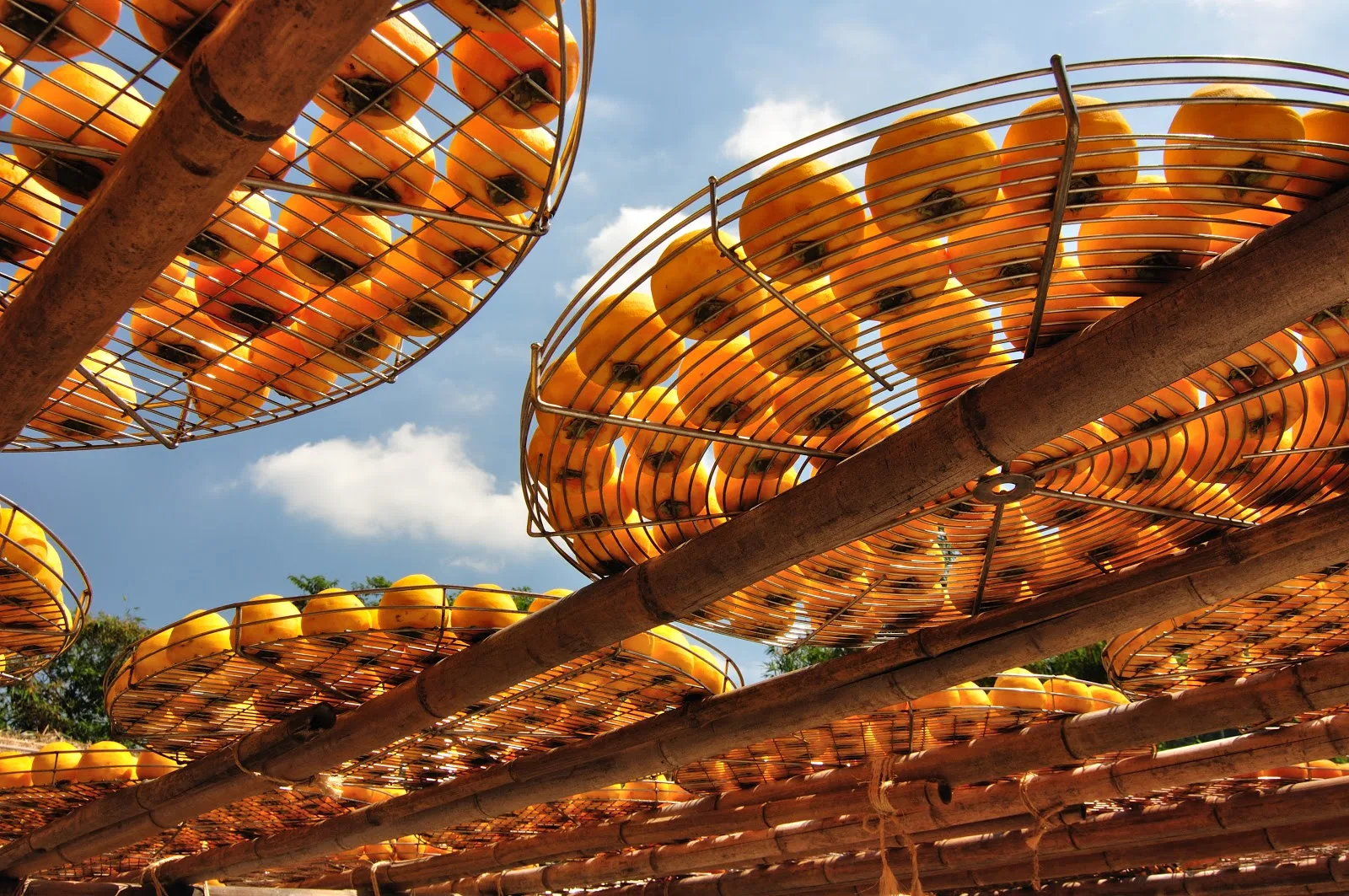 柿子在晴空下乾燥。新竹縣政府提供