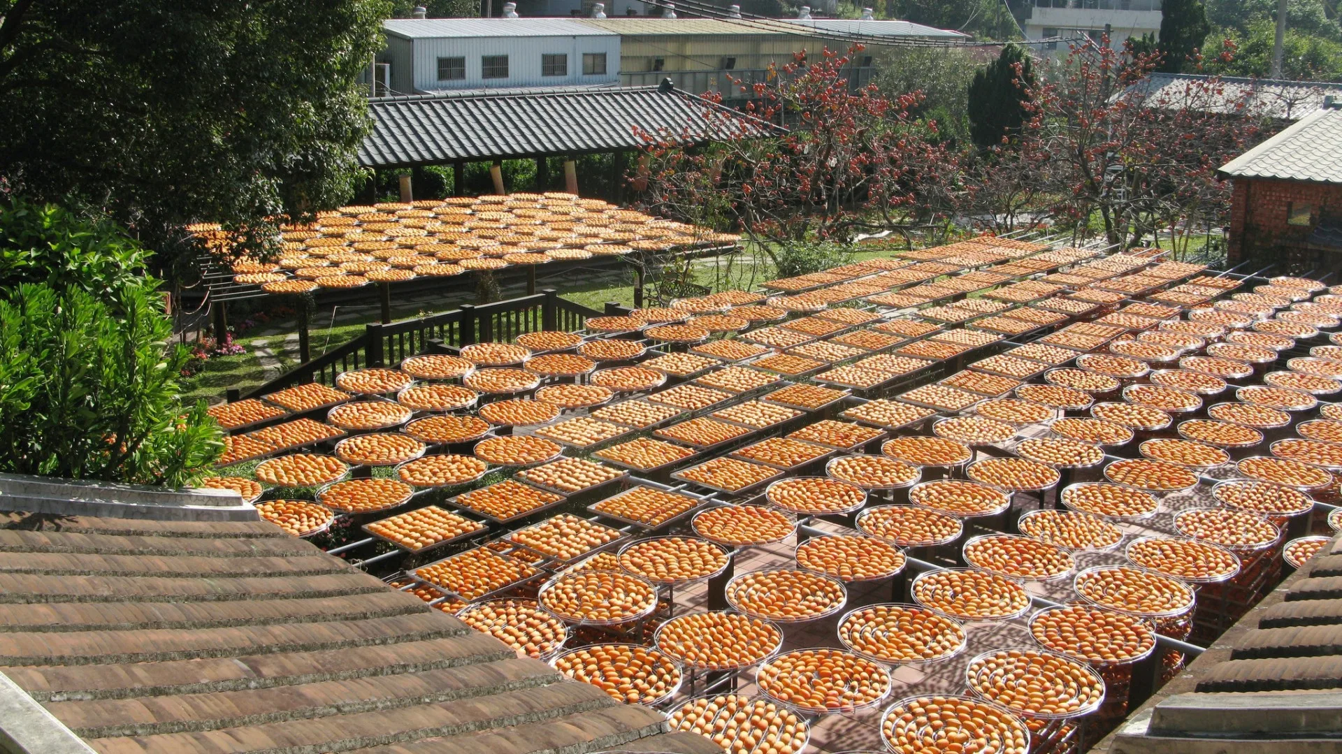 鋪開柿子接受日曬。新竹縣政府提供