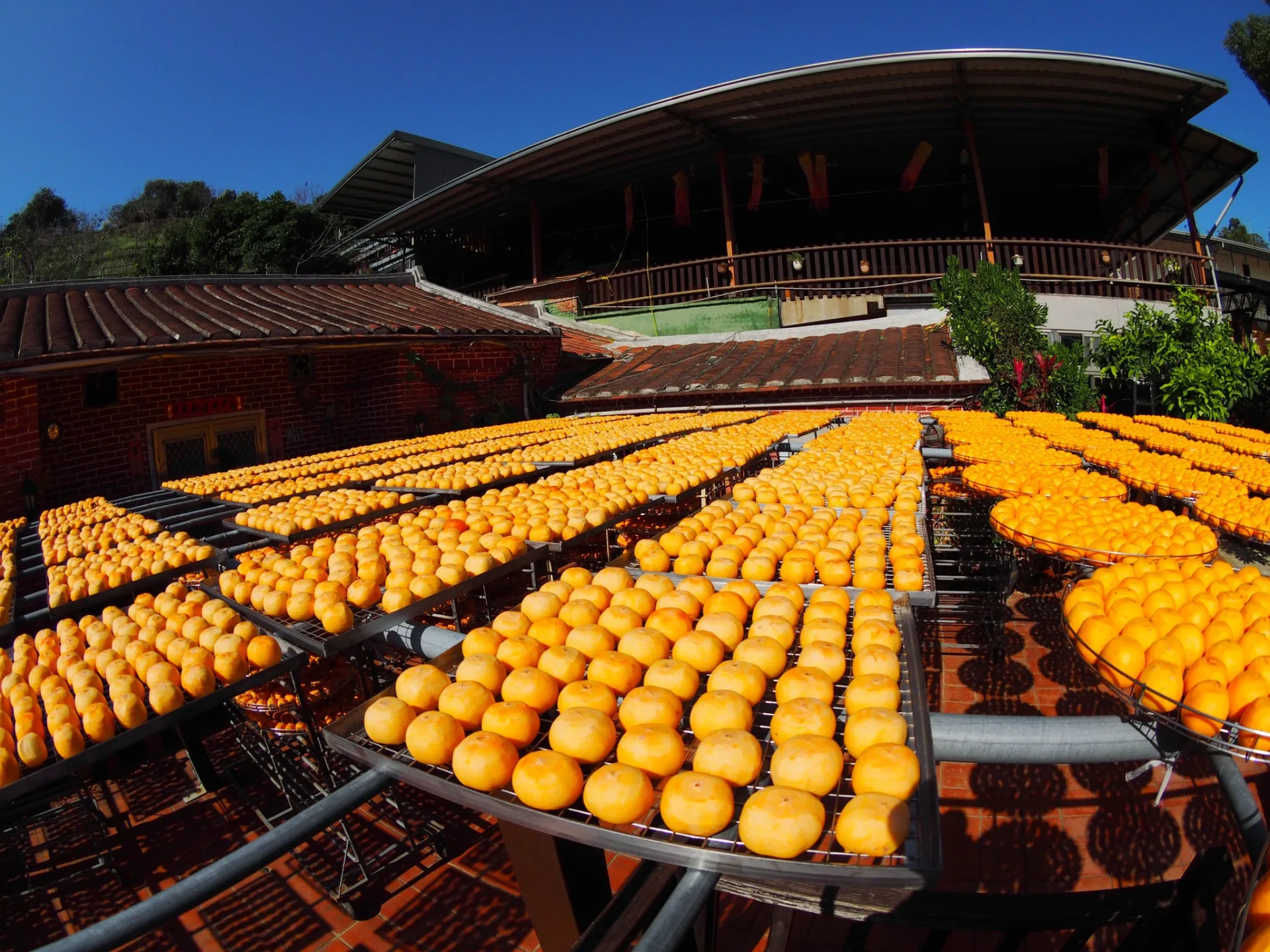 陽光下金黃色的柿子十分討喜。新竹縣政府提供