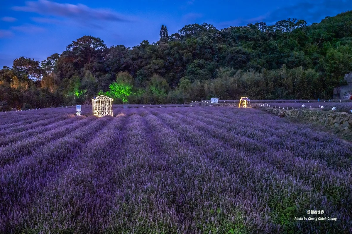 獅潭仙草花海資料照片。翻攝苗栗之美FB／鄭傑中攝影