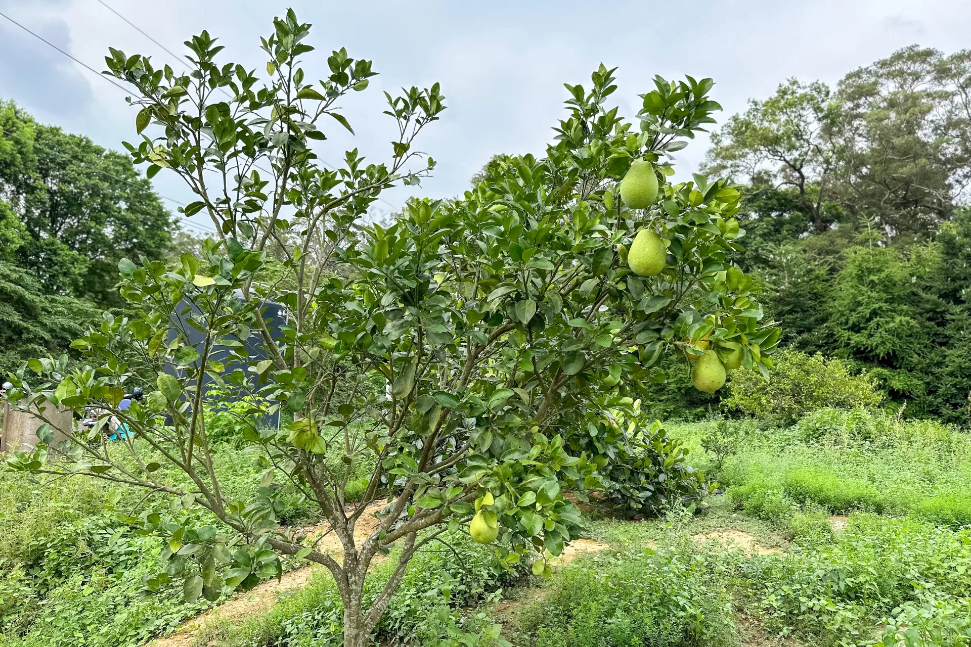 園子裡有一棵柚子樹。蕭秀琴攝