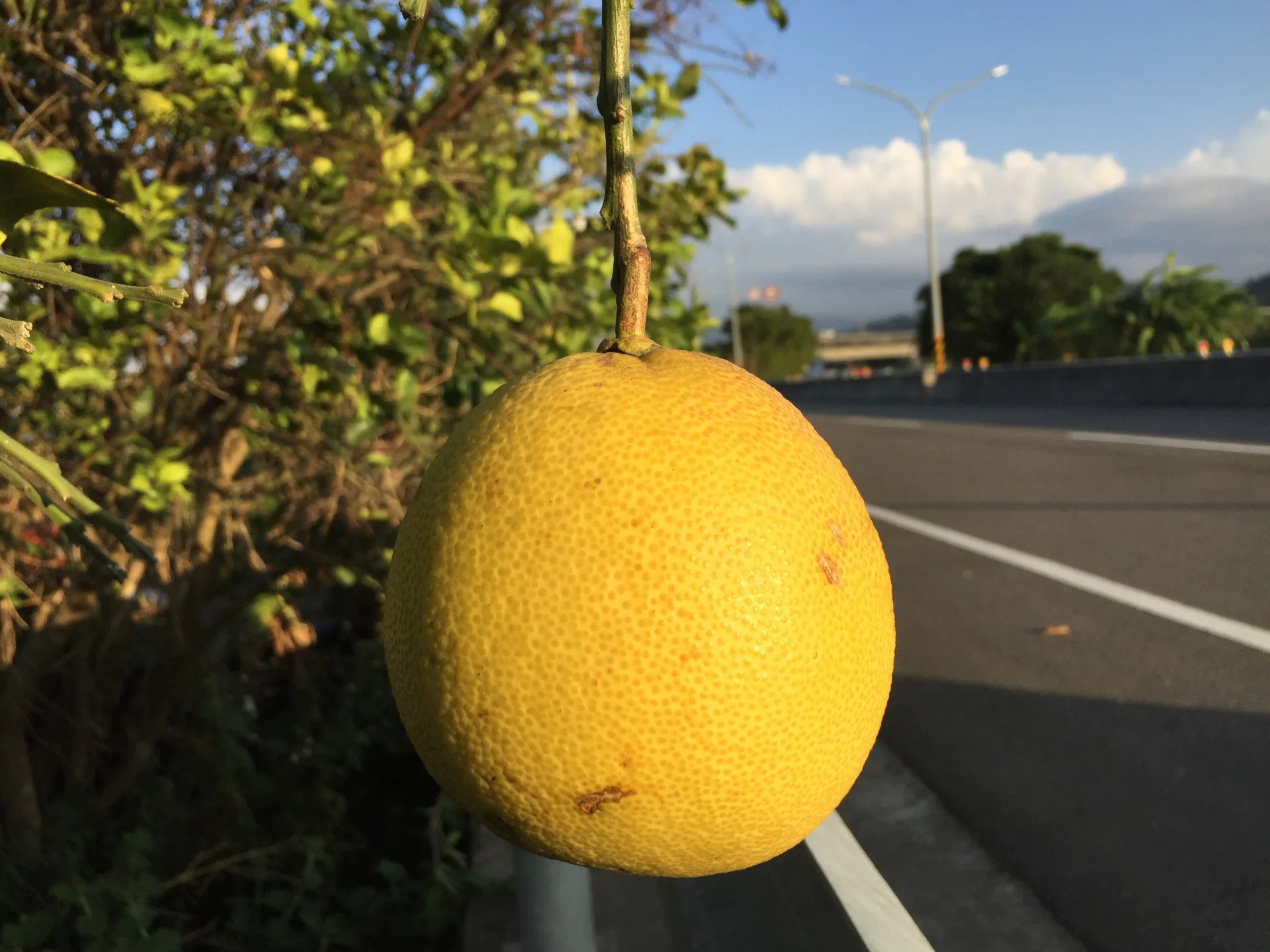 路邊探出頭的熟成柚子。蕭秀琴攝