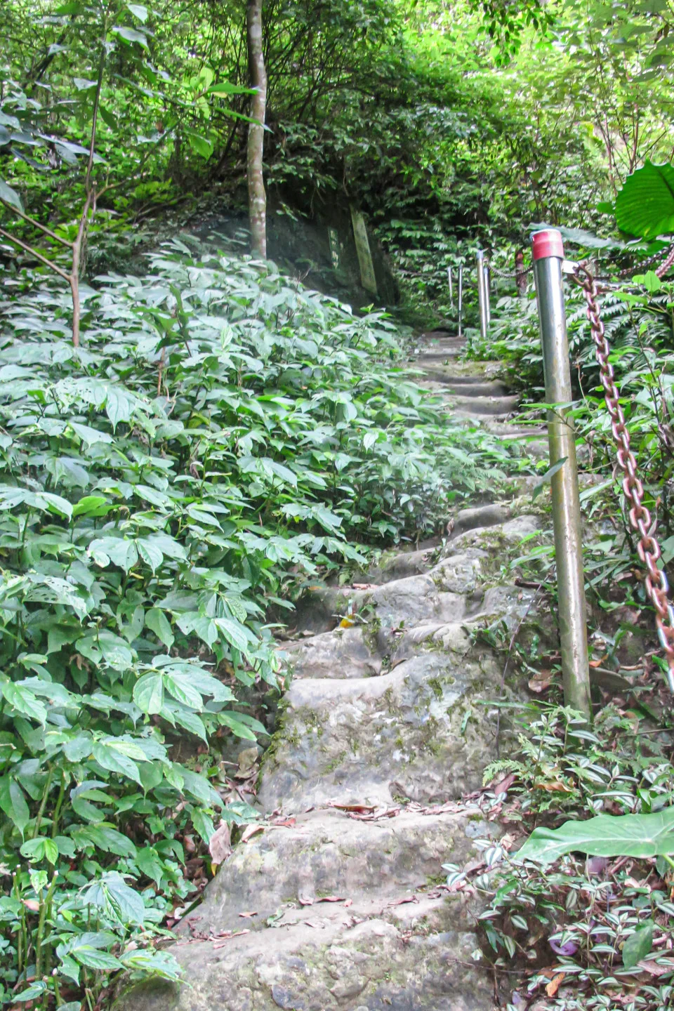 目前的楔（錫）隘古道七十二段已改善，加了水泥及鐵鏈欄杆，好爬多了。何來美攝