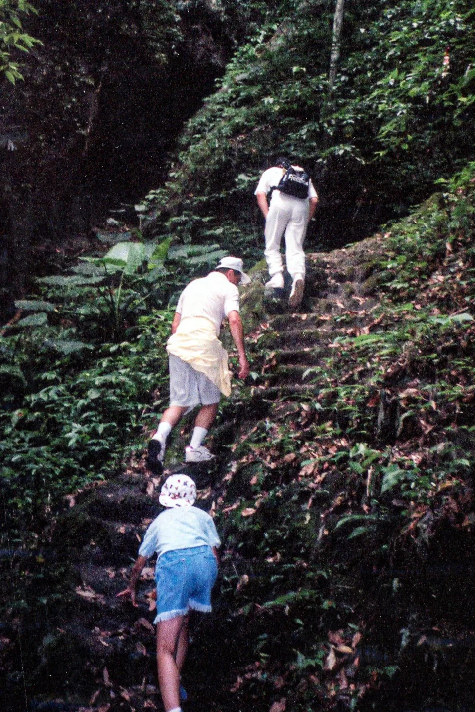 獅潭楔（錫）隘古道七十二段很陡，有「辭職崎」之稱，圖為近30年前山友爬楔（錫）隘古道的身影。何來美攝