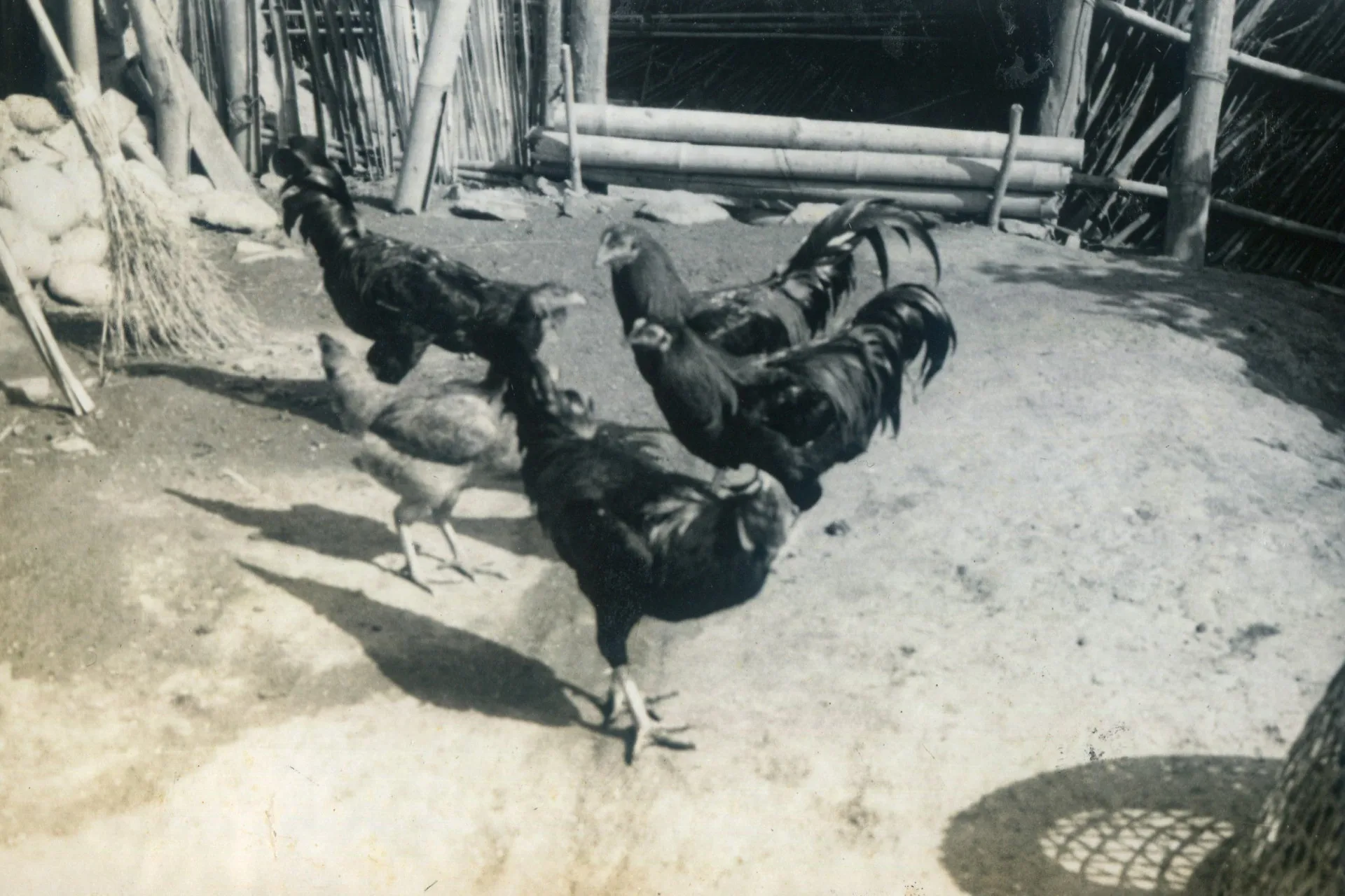 陳林未妹老太太飼養的大閹雞非常健壯。陳梅岡提供