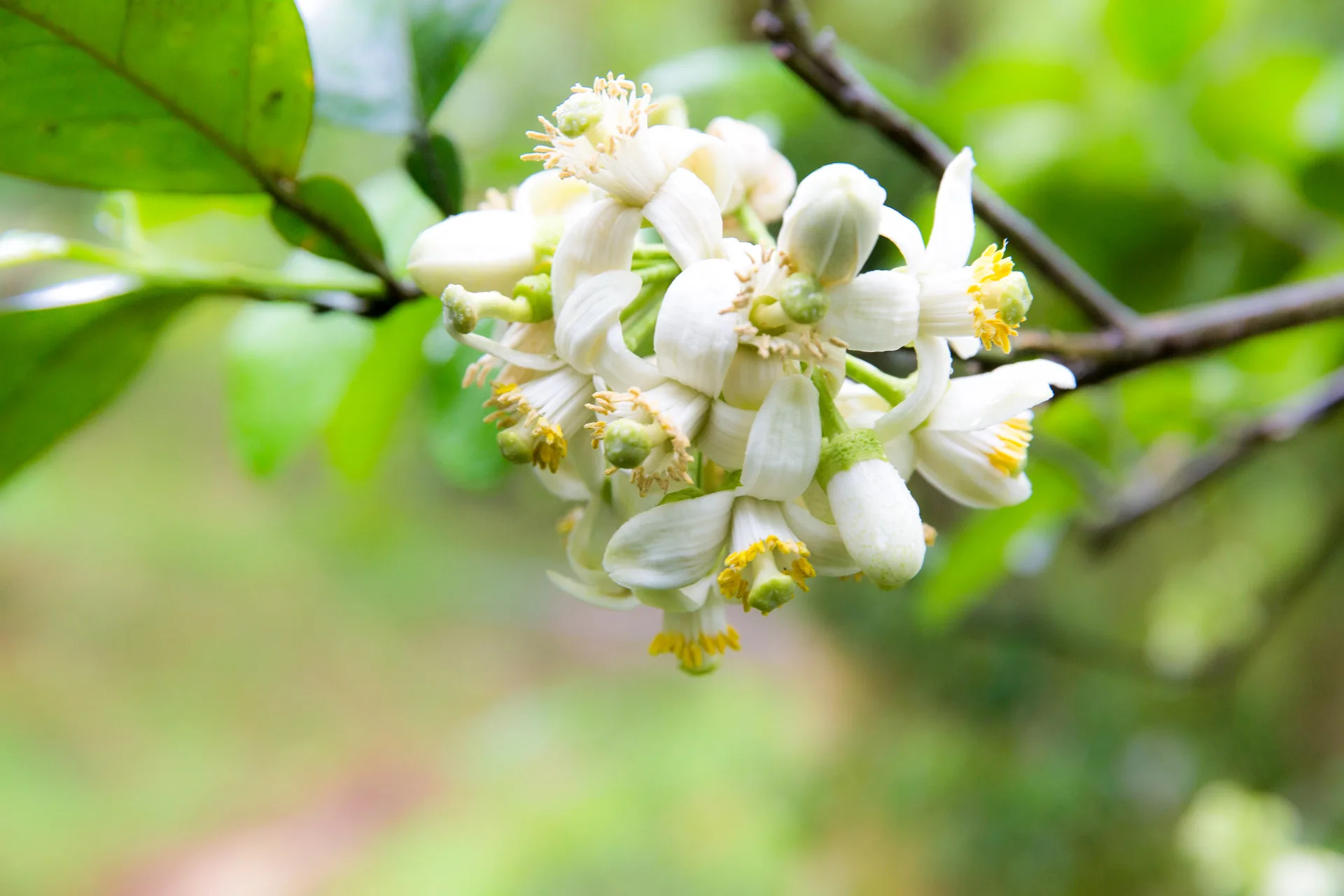 西湖的柚花。李東陽攝