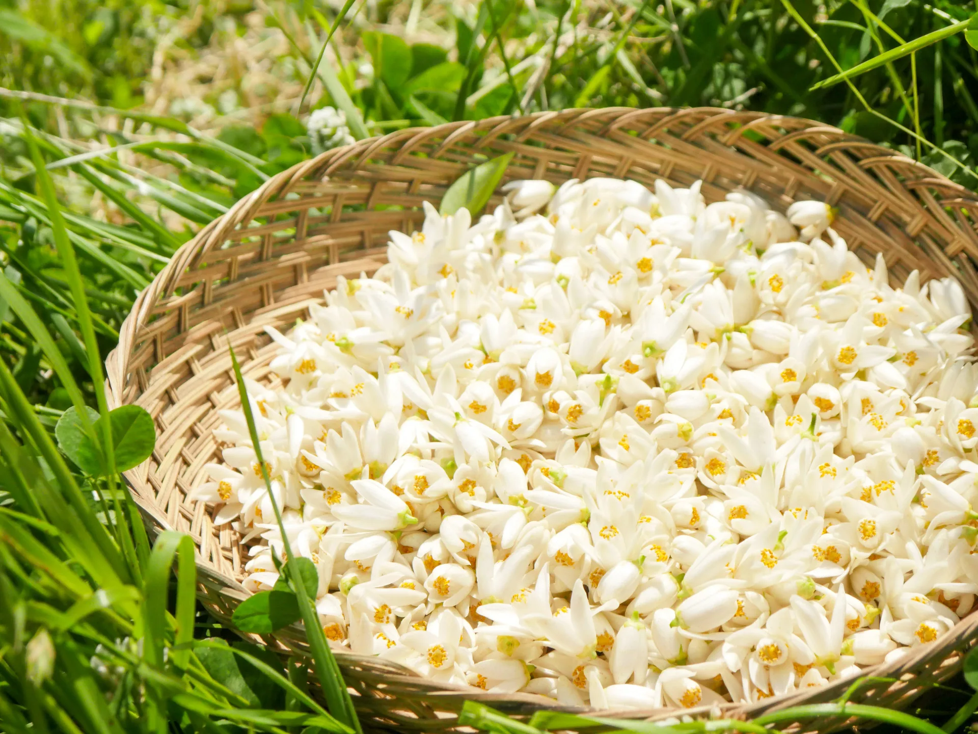 一篩柚花。Soar攝