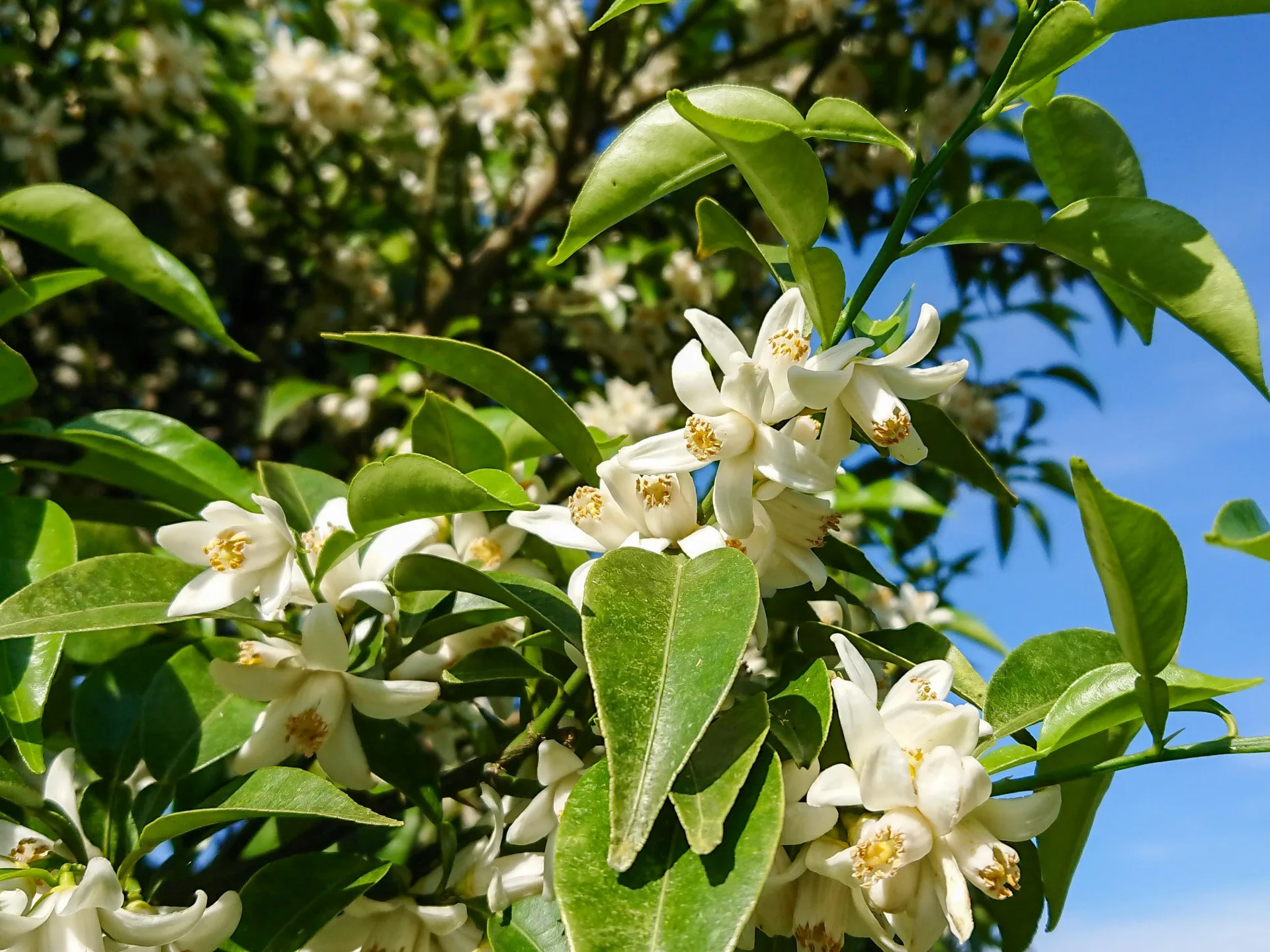 樹上的柚花。yakuzenbody攝