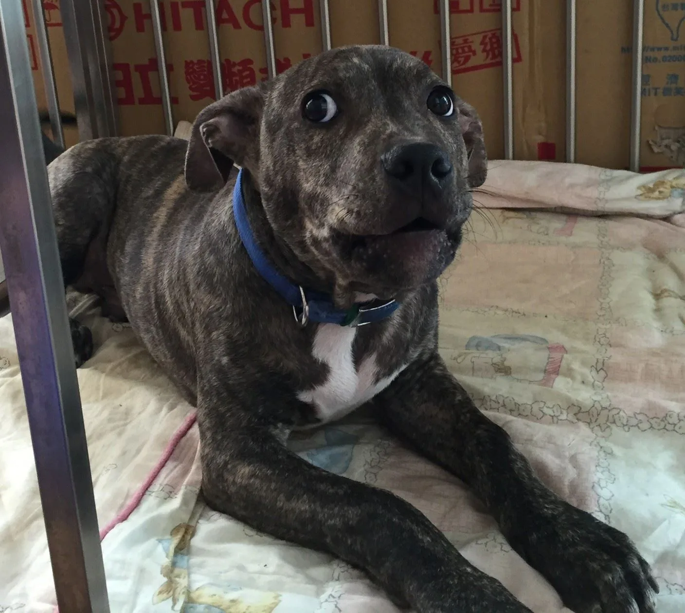 咬傷雪橇犬的比特犬。