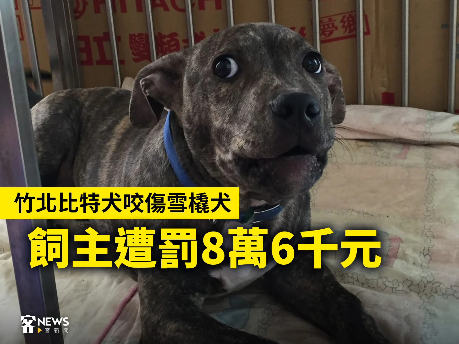竹北比特犬咬傷雪橇犬　飼主遭罰8萬6千元