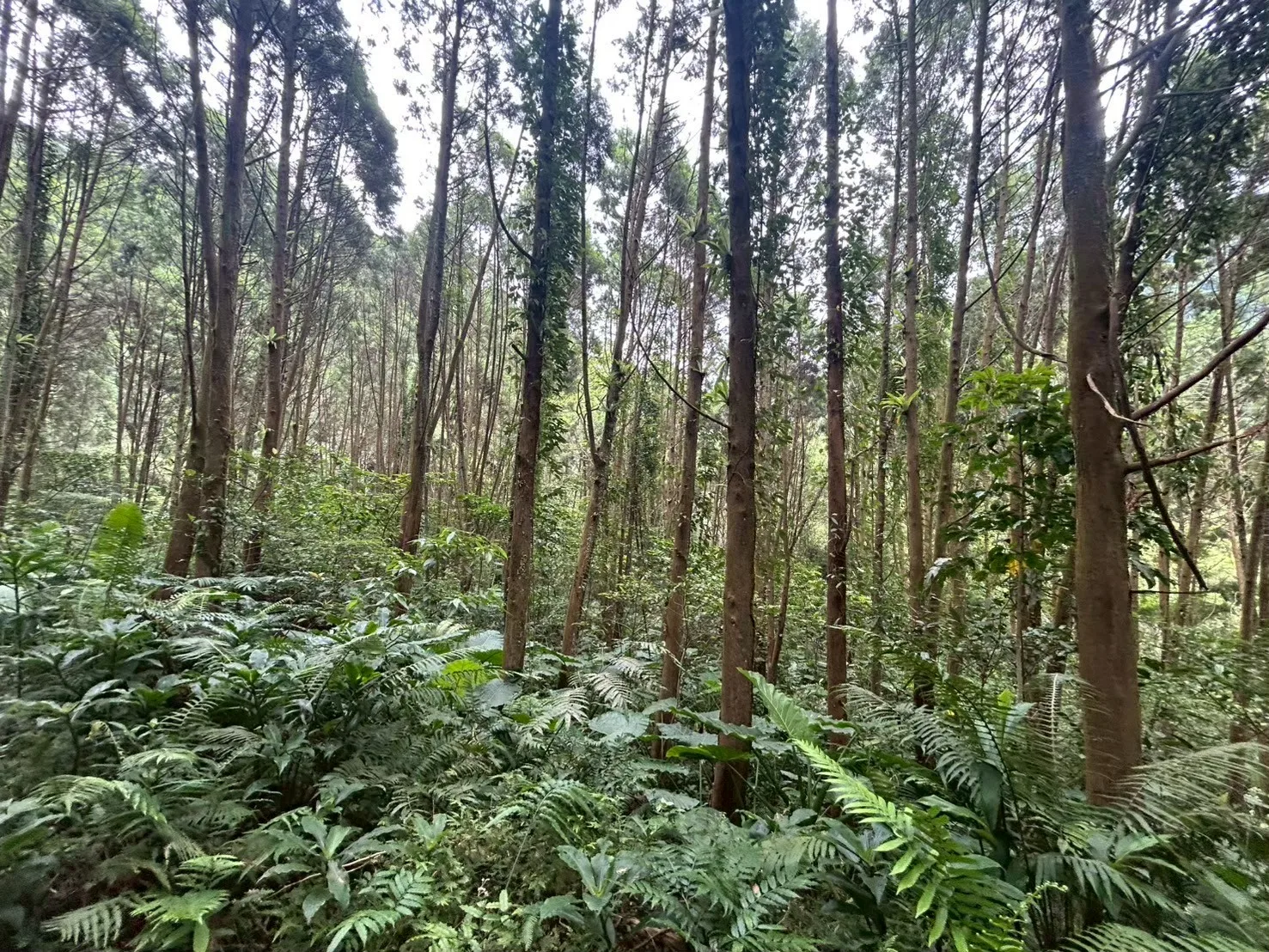 木材、茶、樟腦、煤礦與水果等產業興盛的時期，那是客庄最為穩定繁榮的年代。圖為新竹山區的造林。陳曉萍攝