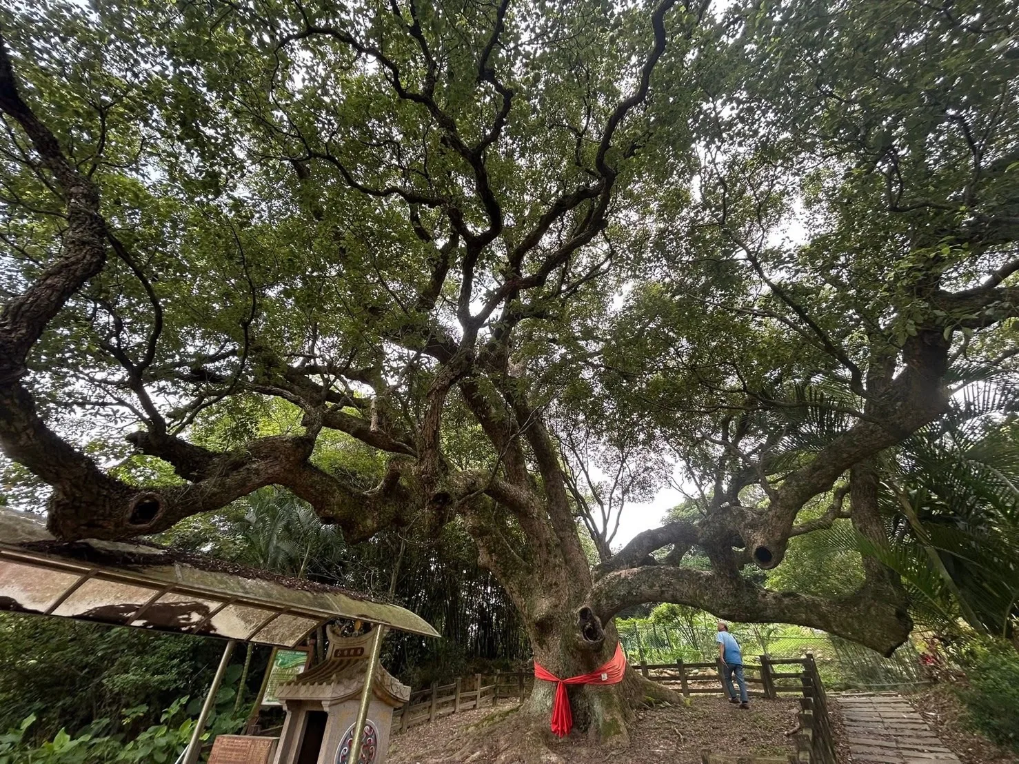 樟腦、茶、木材、煤礦與水果等產業興盛的時期，那是客庄最為穩定繁榮的年代。圖為桃園市楊梅區的樟樹伯公。陳曉萍攝