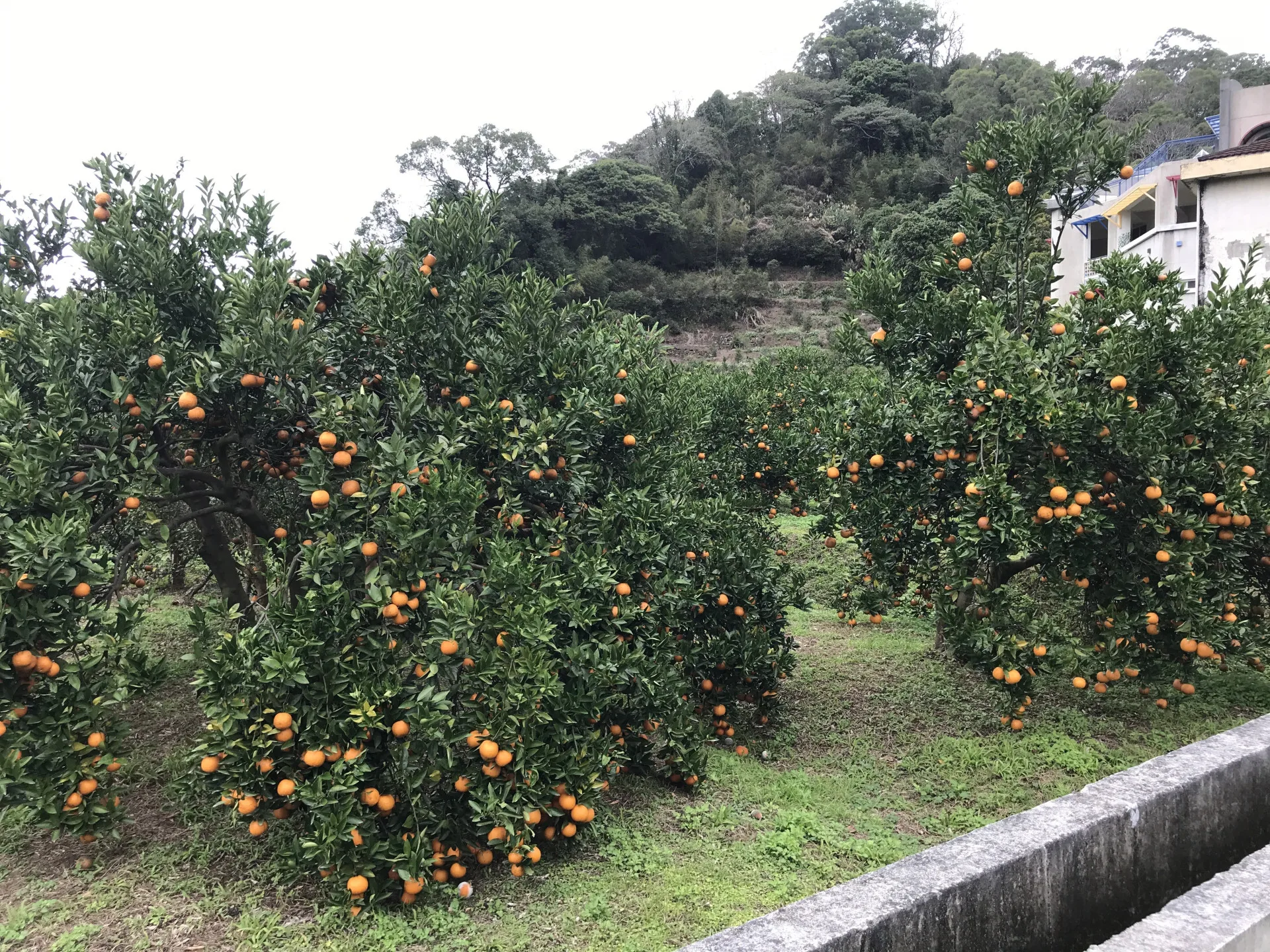 水果、茶、樟腦、煤礦與木材等產業興盛的時期，那是客庄最為穩定繁榮的年代。圖為北埔大坪國小旁橘子園。陳曉萍攝