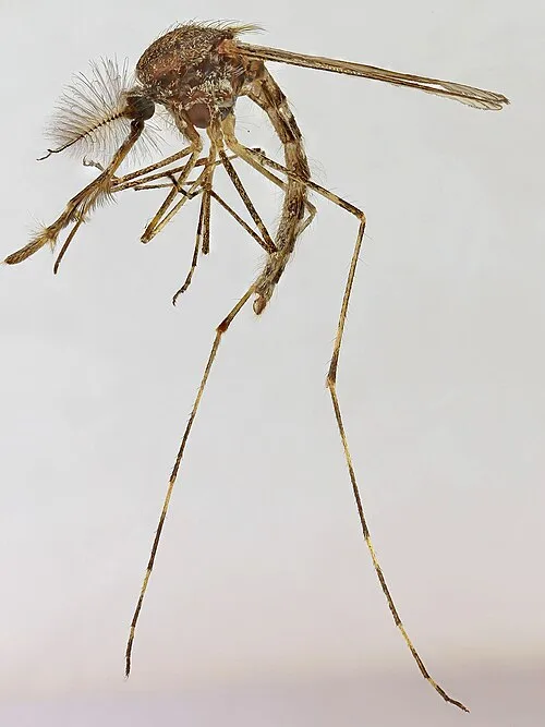 Culiseta annulata蚊子。翻攝維基百科