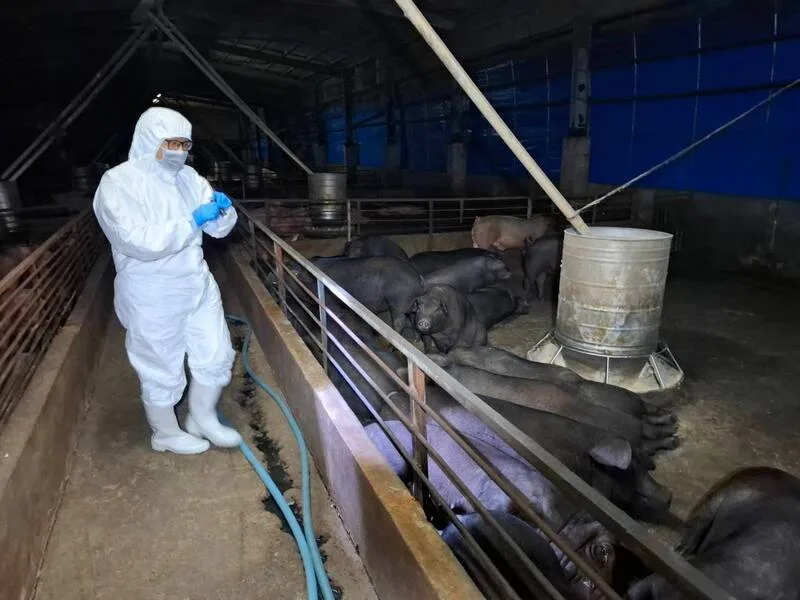 台中市農業局接獲農業部動植物防疫檢疫署通報疑似非洲豬瘟,市府22日連夜緊急動員人力預防性撲殺195頭豬隻。台中市政府提供