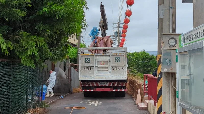 台中一處養豬場死亡豬隻驗出非洲豬瘟核酸陽性反應，農業部定調疑似案例。事發的養豬場22日將場內撲殺的豬隻運出。中央社