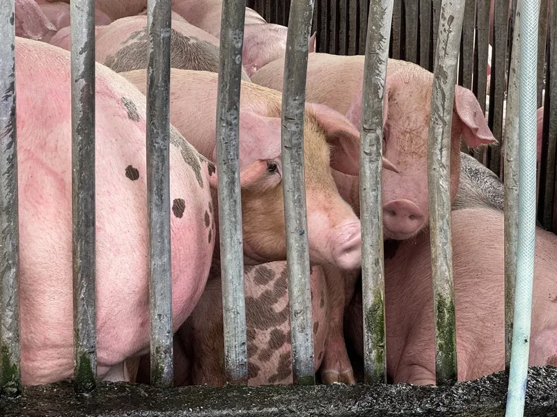 中市府今天(23日)表示,案例場13日有28隻豬出貨流向市面,持續追查肉品下游流向。中央社