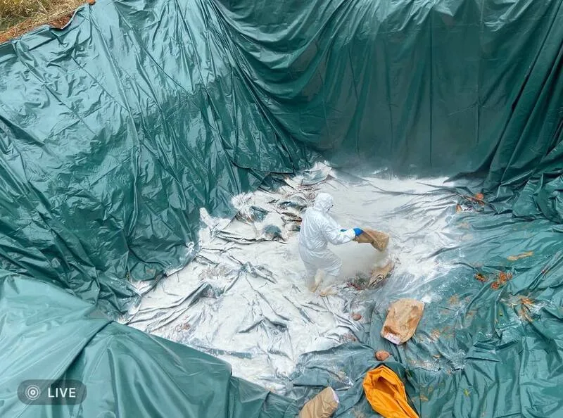 台中市一處養豬場疑似出現非洲豬瘟,市府農業局22日表示,已緊急撲殺全場飼養豬隻,以化製車載往合法掩埋場掩埋。中市府提供