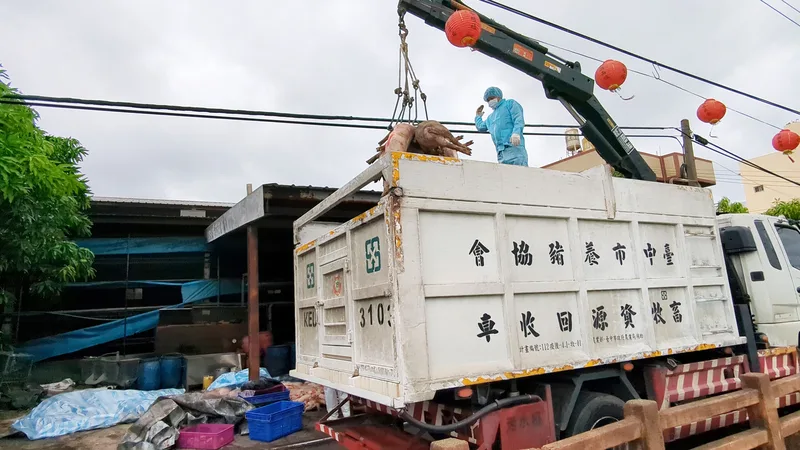 台中市梧棲區一處養豬場死亡豬隻驗出非洲豬瘟核酸陽性反應,22日事發養豬場移出撲殺豬隻,並針對周邊環境清消。中央社