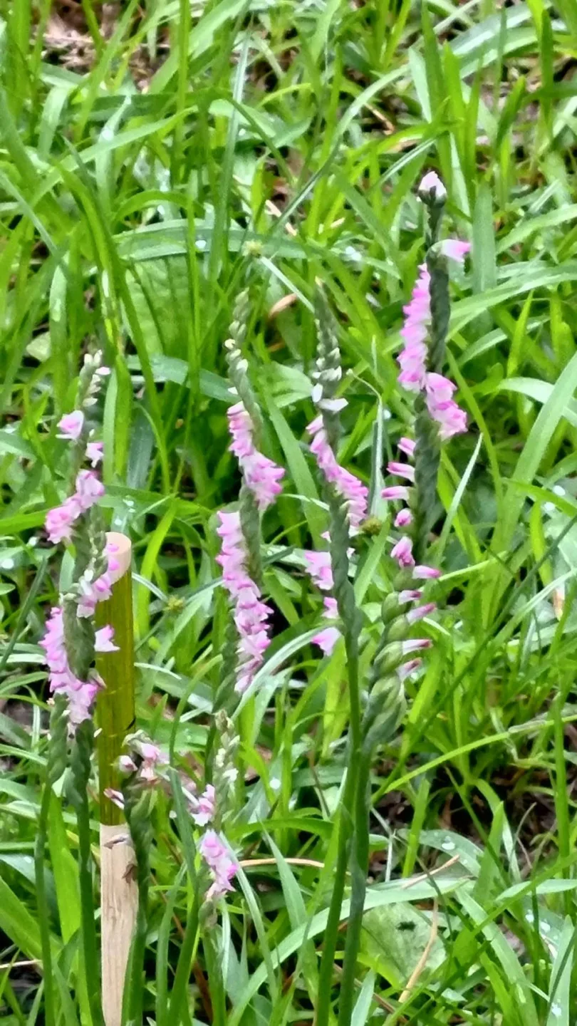 校園肚个綬草開花咧。葉金華提供