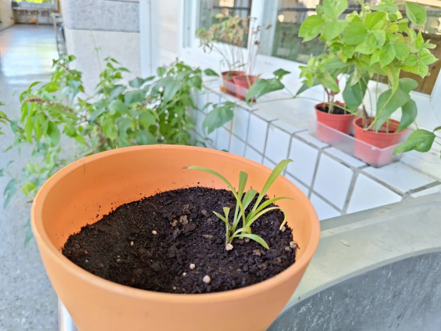 綬草獎品一个盆栽。葉金華提供