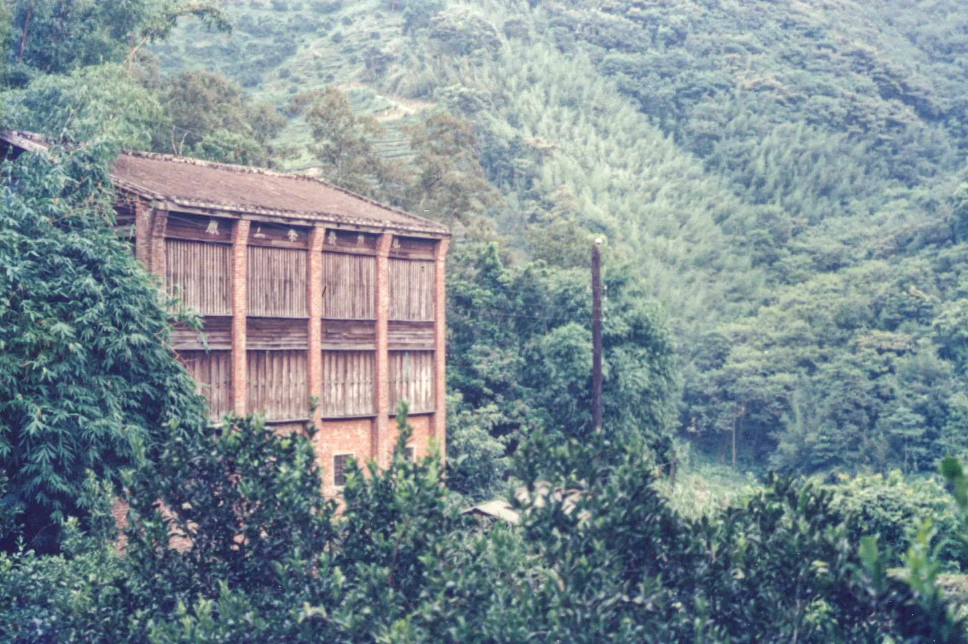 茶產業與水果產業興盛的年代需要大量人工,一個家庭二、三十人是常態,吃飯要兩、三桌,那是全客語的年代。圖為新竹縣芎林鄉王爺坑的茶工廠,當時旁邊不是橘子園就是茶園。楊國鑫攝