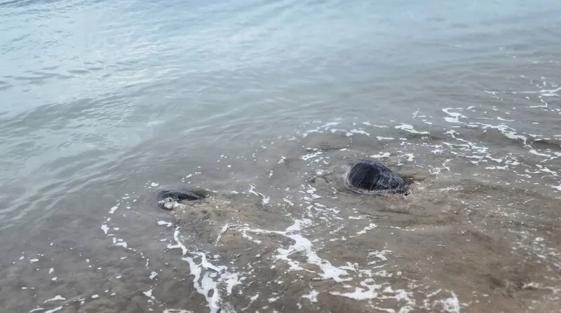 澎湖縣政府與海洋委員會海洋保育署27日舉辦野放活動,11隻海龜中,9隻是望安綠蠵龜保育區先前孵化、活動力較弱而救出的稚龜;另有欖蠵龜及玳瑁各1隻。中央社