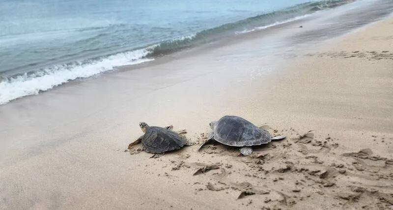 海龜冒著風雨奮力前行,重返海洋。中央社