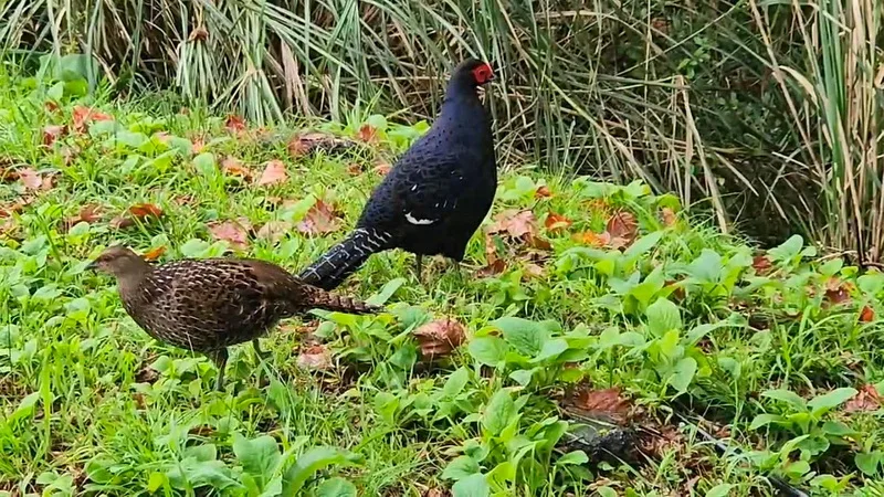 阿里山國家森林遊樂區內,保育類野生動物帝雉頻繁出沒。林保署嘉義分署提供