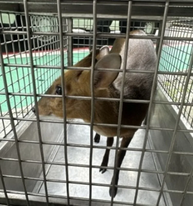 台北市動物保護處表示,30日獲報有山羌闖入文山區景華街附近早餐店,派員捕獲後,已帶至山區野放。