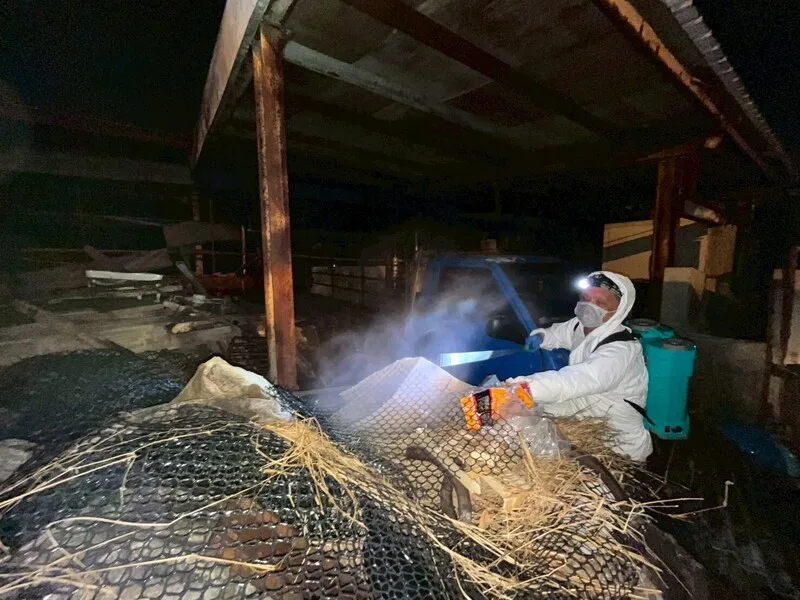 台中養豬場爆發非洲豬瘟,案例場2度採檢仍檢出陽性。國防部士兵30日晚間攜手台中市動保處人員漏夜清理、消毒。台中市政府提供