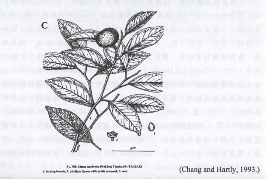 1993年《臺灣植物誌》裡的橘柑。蕭秀琴翻攝