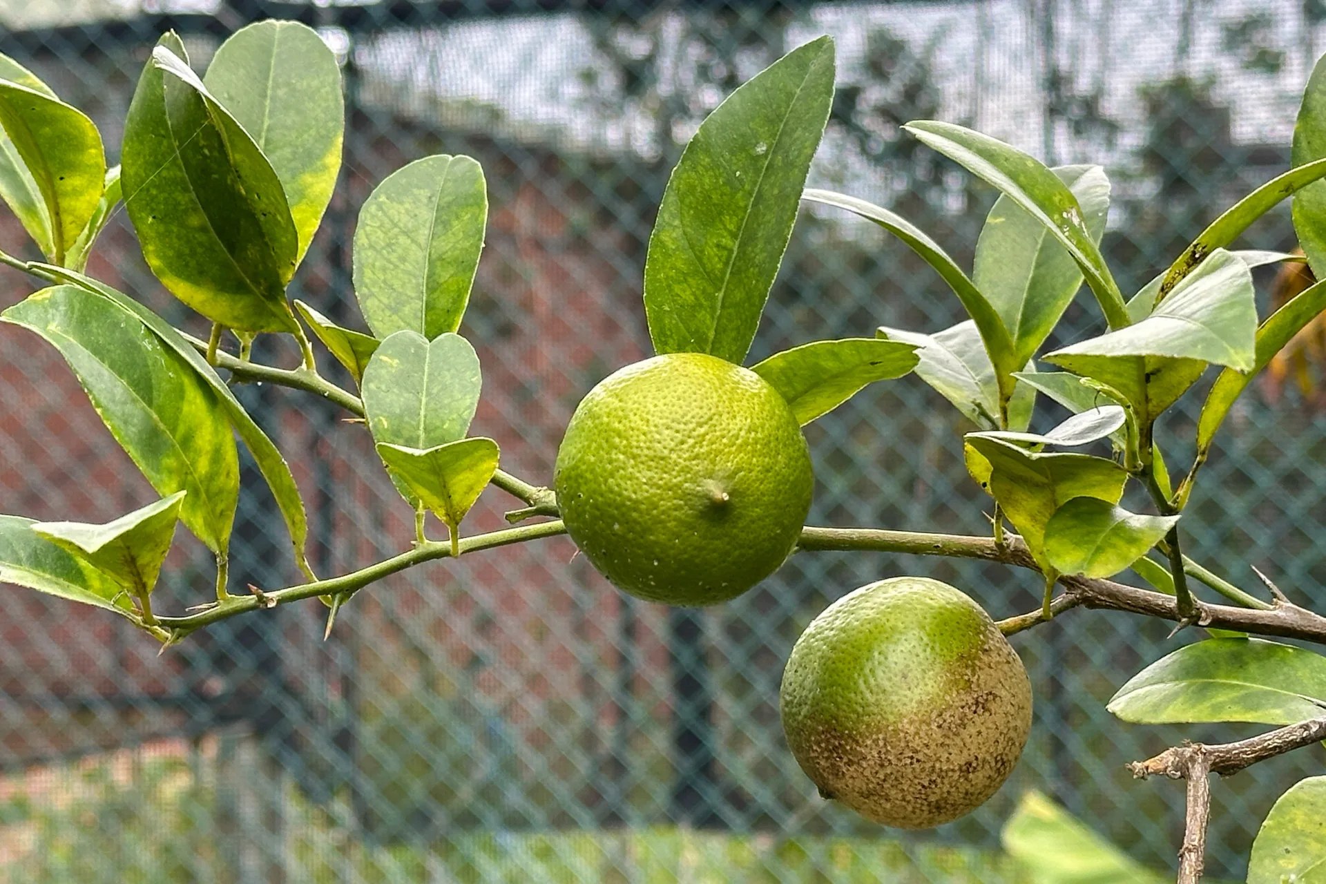 像小金鈴般的橘柑。蕭秀琴攝