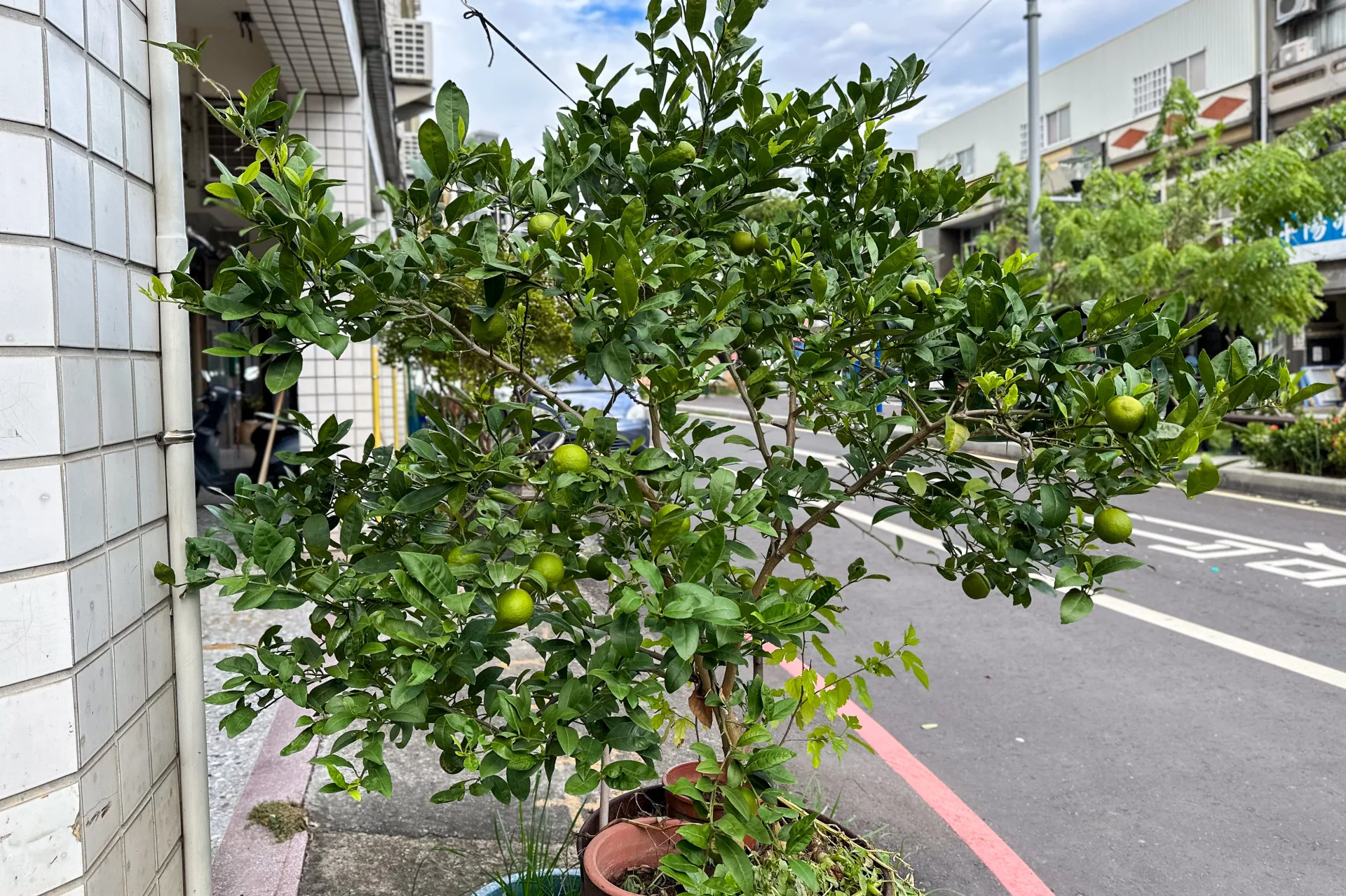 客庄家屋前種的酸橘。蕭秀琴攝