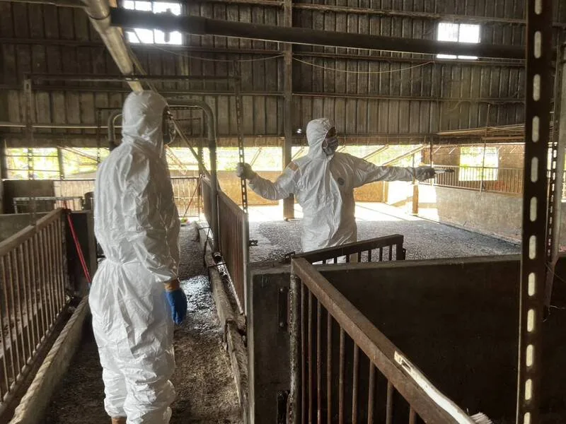 台中養豬場出現非洲豬瘟,國軍10月31日前進案例場完成清消,預計靜置數天後,3日會再前往採檢。中市府提供