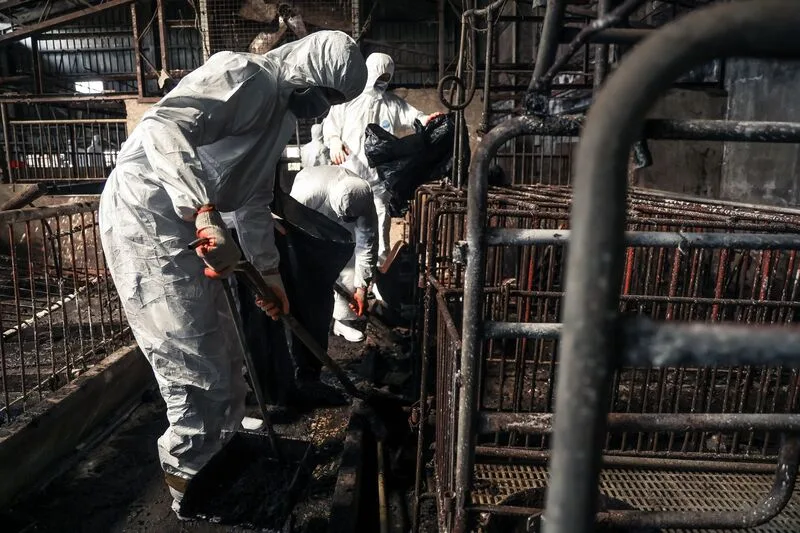 台中梧棲養豬場爆發非洲豬瘟,國軍投入支援任務,協助清潔及消毒案例場環境,前置清理作業持續,化學兵預計31日下午才能進場清消。十軍團提供