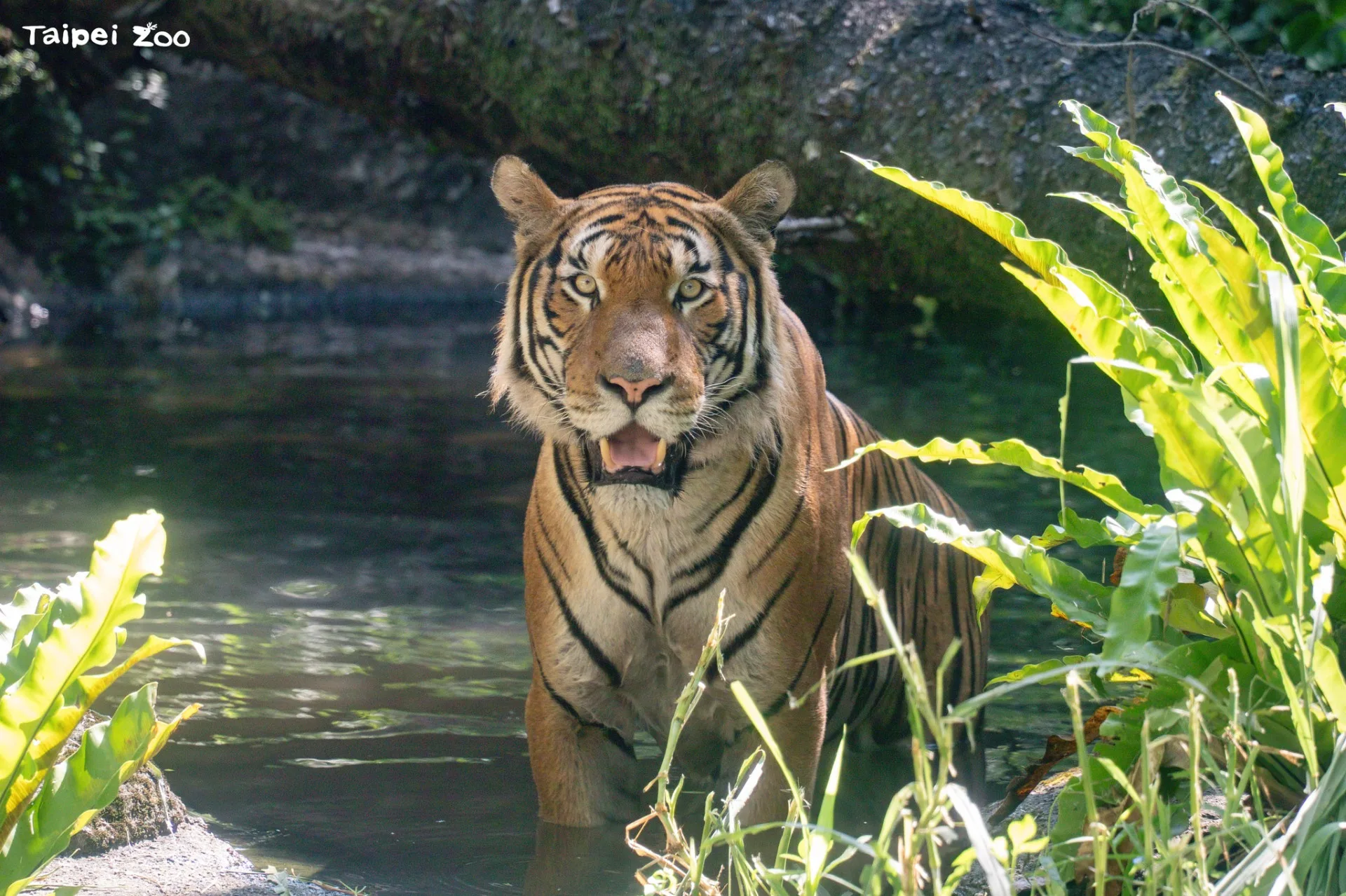來自新加坡萬態野生動物保育集團(Mandai Wildlife Reserve)新加坡動物園的雄性馬來虎「Arhaa」在雨林區適應了一陣子。北市動物園提供