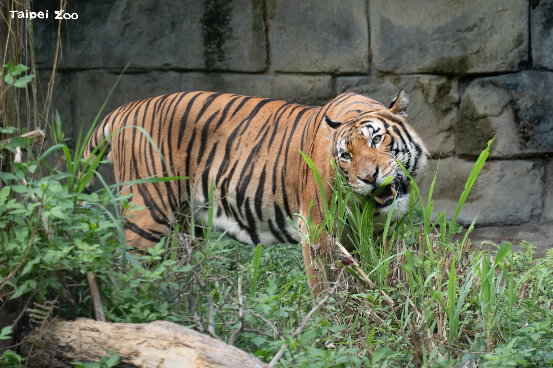 「Arhaa」在戶外探索環境時,也會吃些活動場中的植物。北市動物園提供
